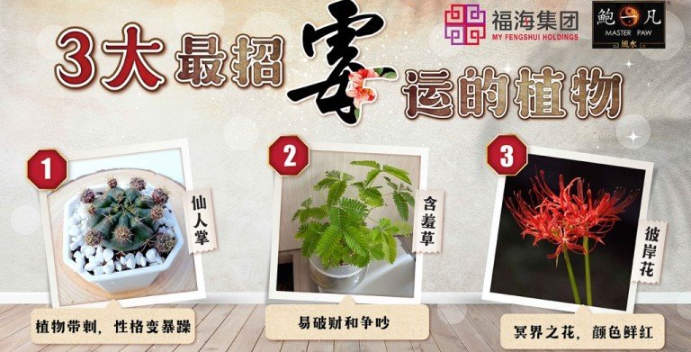 鲍一凡老师 三大最招霉运的植物