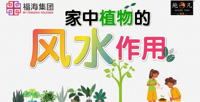 鲍一凡老师 | 家居植物风水，你知多少？